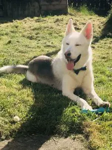 balto-dog