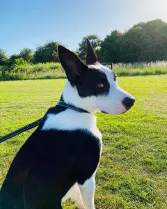harley