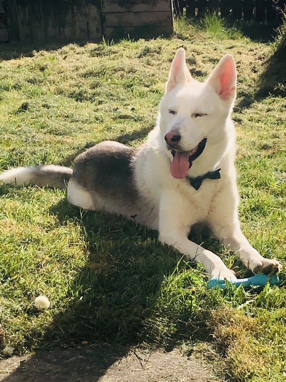 balto-dog balto-dog